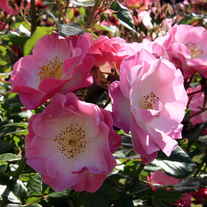 Živo češnjevo rdeča z roza in belimi pikami in črtami - Vrtnice Floribunda